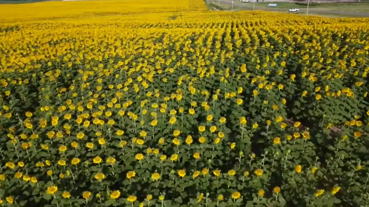 Sonnenblumenfeld