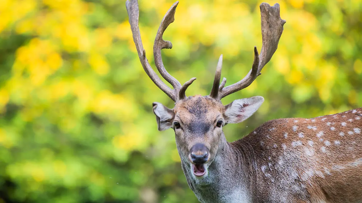 01.10.2020, Niedersachsen, Hannover: Ein Damhirsch steht vor herbstlich verfärbten Laubbäumen im Tiergarten. Foto: Julian Stratenschulte/dpa +++ dpa-Bildfunk +++