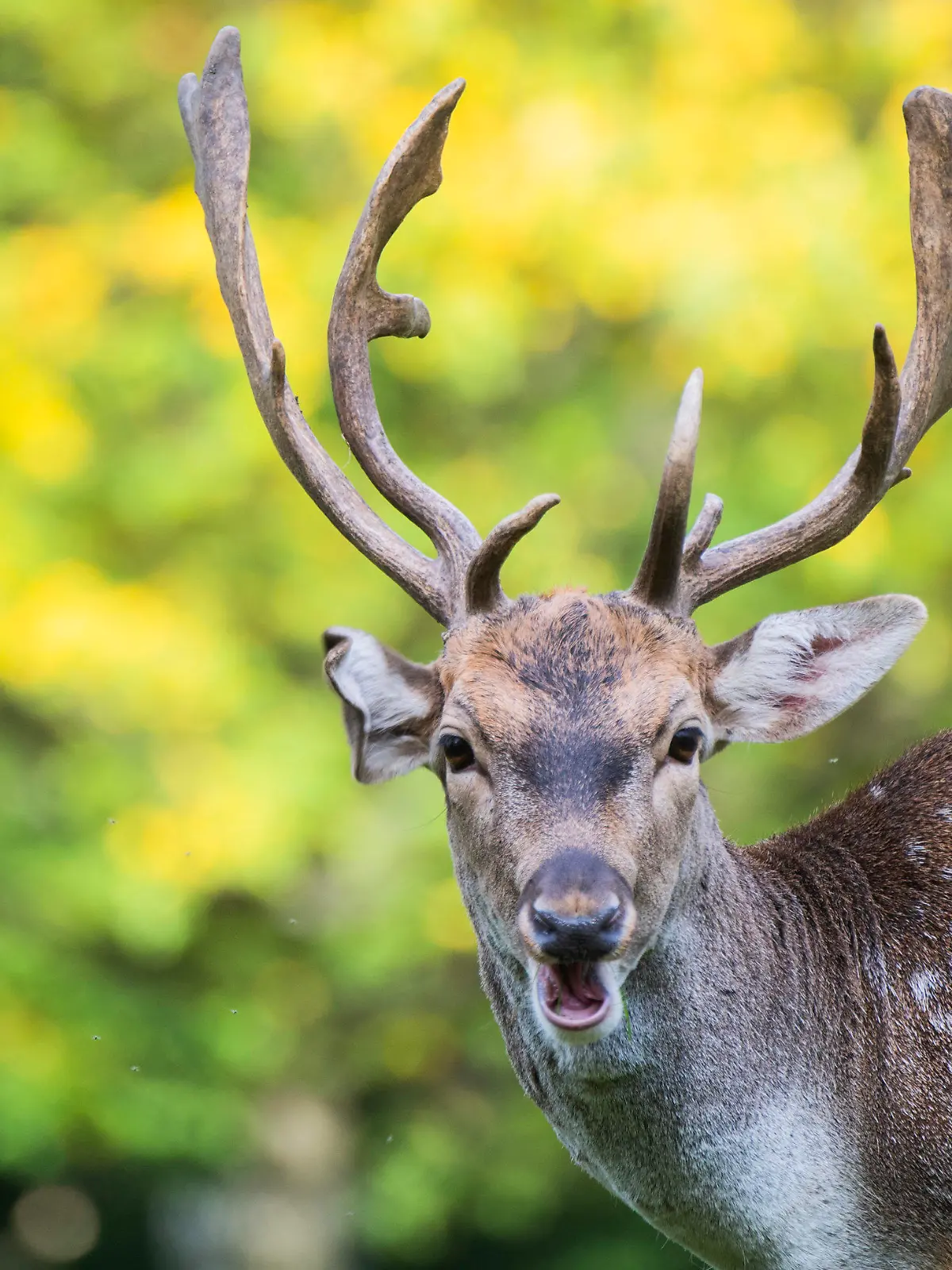 01.10.2020, Niedersachsen, Hannover: Ein Damhirsch steht vor herbstlich verfärbten Laubbäumen im Tiergarten. Foto: Julian Stratenschulte/dpa +++ dpa-Bildfunk +++