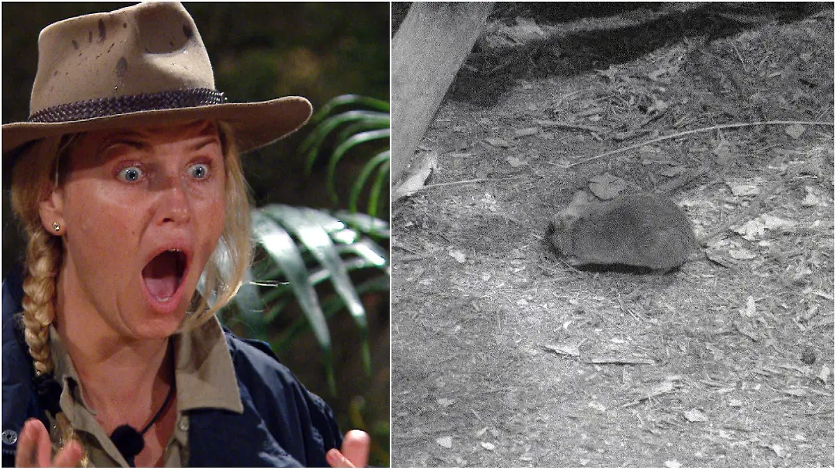 Josie Gibson ist Teilnehmerin am UK-Dschungelcamp. Dort kam eine Ratte zu Besuch.