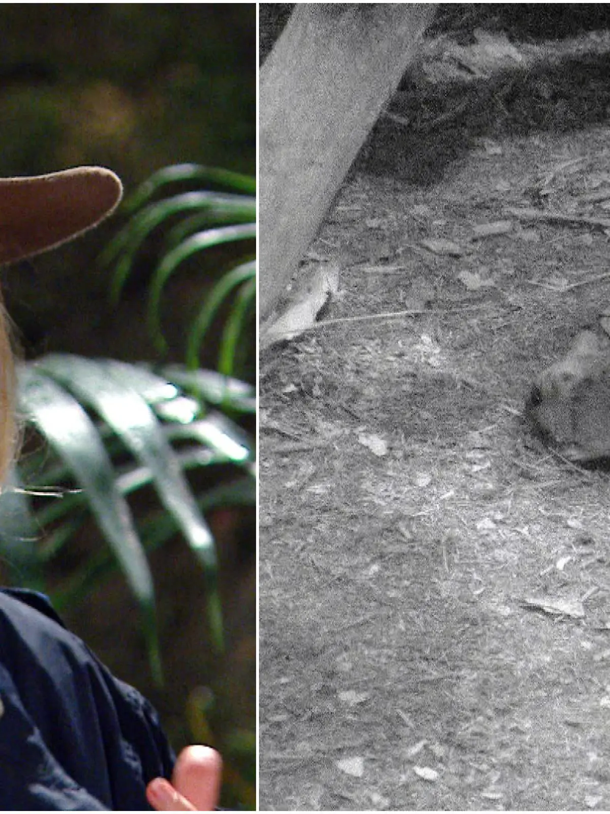 Josie Gibson ist Teilnehmerin am UK-Dschungelcamp. Dort kam eine Ratte zu Besuch.