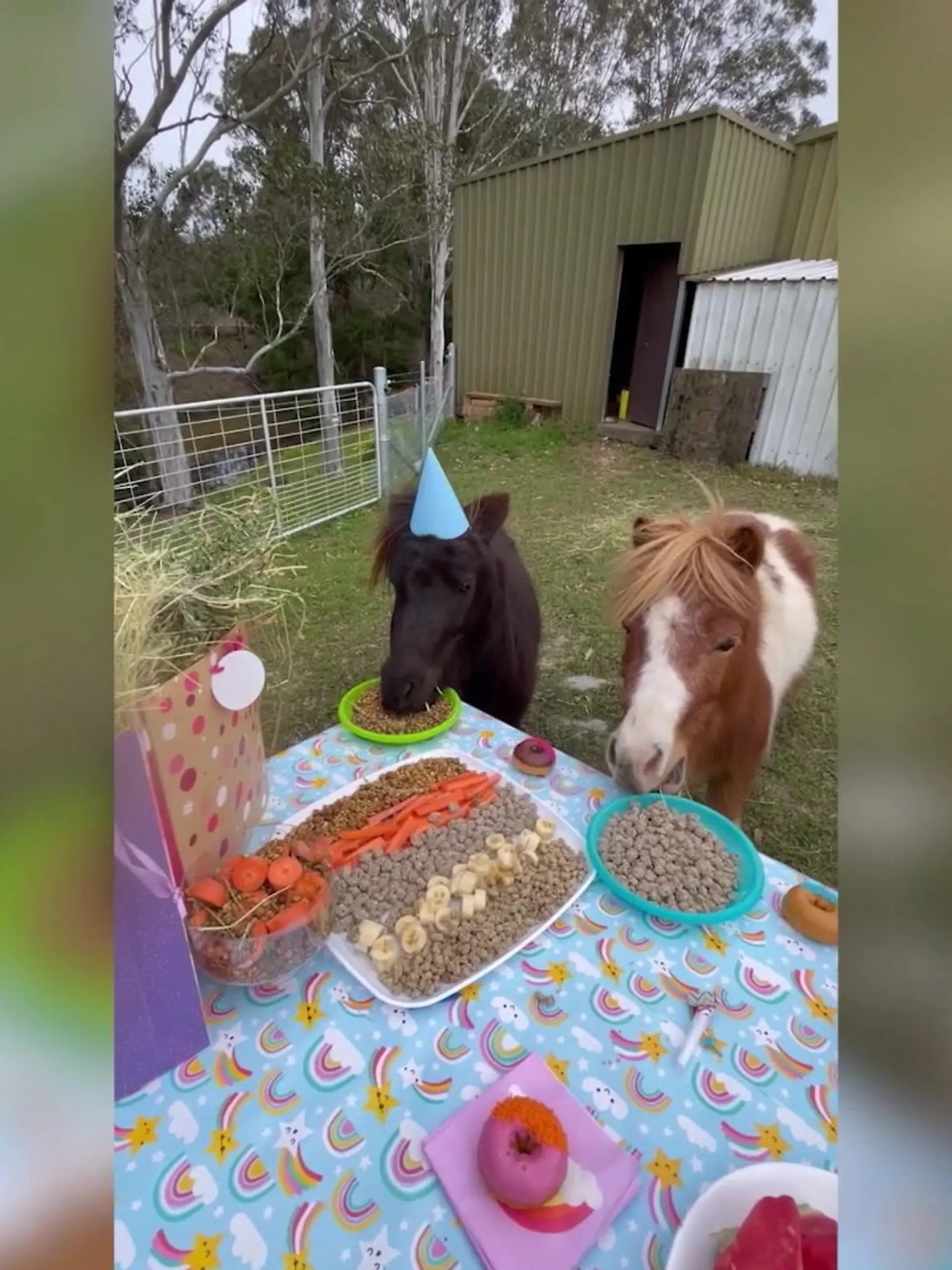 Für wen diese Geburtstagsparty wohl ist? Das Buffet gibt uns einen Hinweis darauf: Kein Mensch, der Trockenfutter mag, sondern diese Pferde feiern hier ihren Geburtstag .Zwar sind sie nicht am selben Tag geboren, in Australien wird der 1. August aber als allgemeiner Pferde-Geburtstag zelebriert – und zwar inklusive eines leckeren Buffets, Party-Hüten und es gibt sogar Geschenke