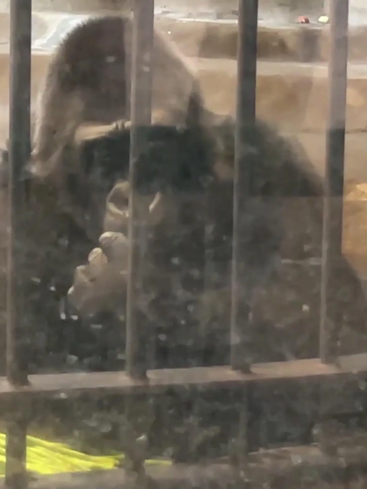 Tierschützer kämpfen dafür, dass der „traurigste Gorilla der Welt“ – wie Bua Noi oft genannt wird – seinen Lebensabend in Gemeinschaft von Artgenossen erleben kann.