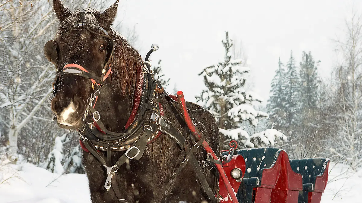 Horse drawn sleigh in snow