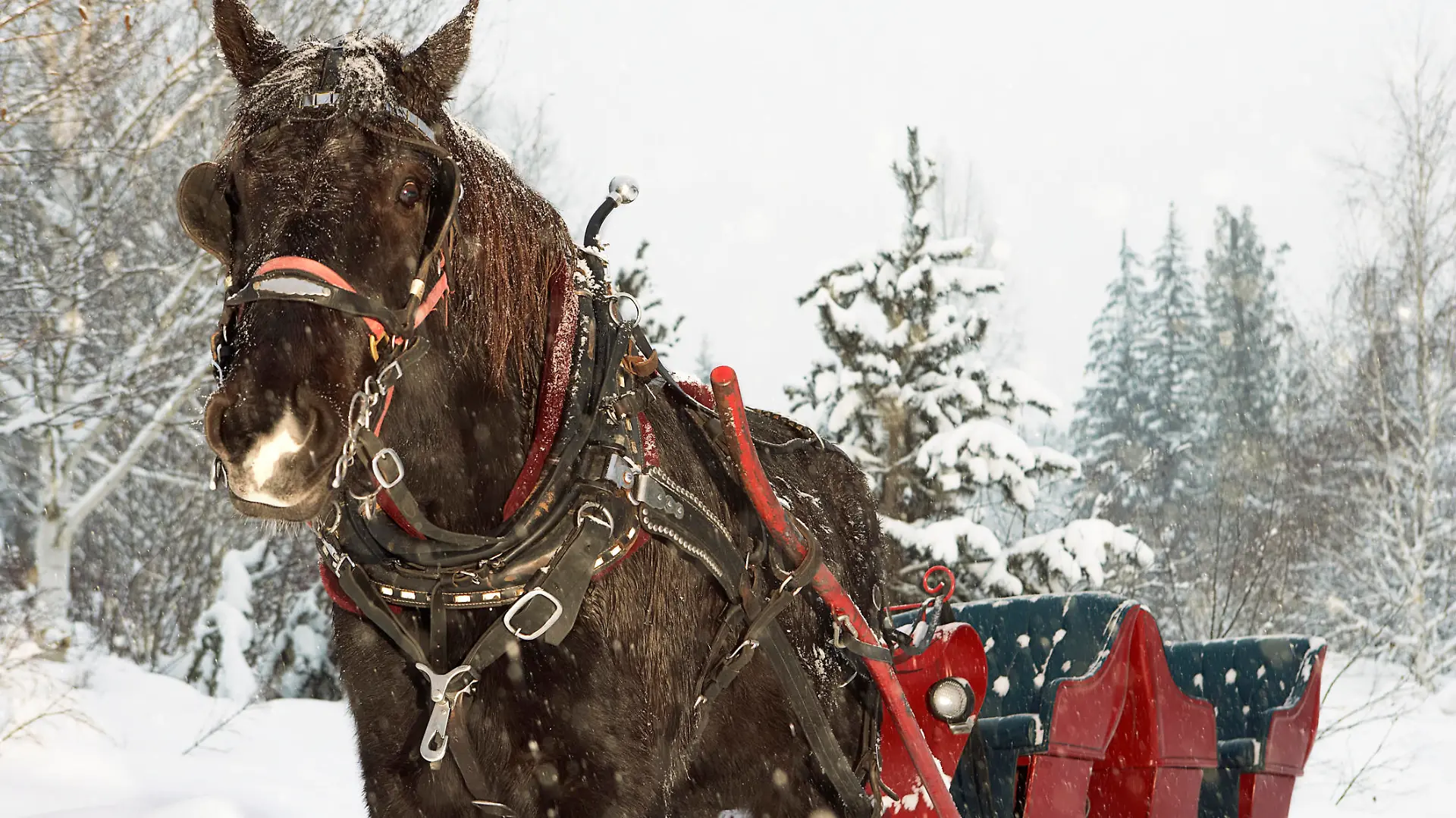 Horse drawn sleigh in snow