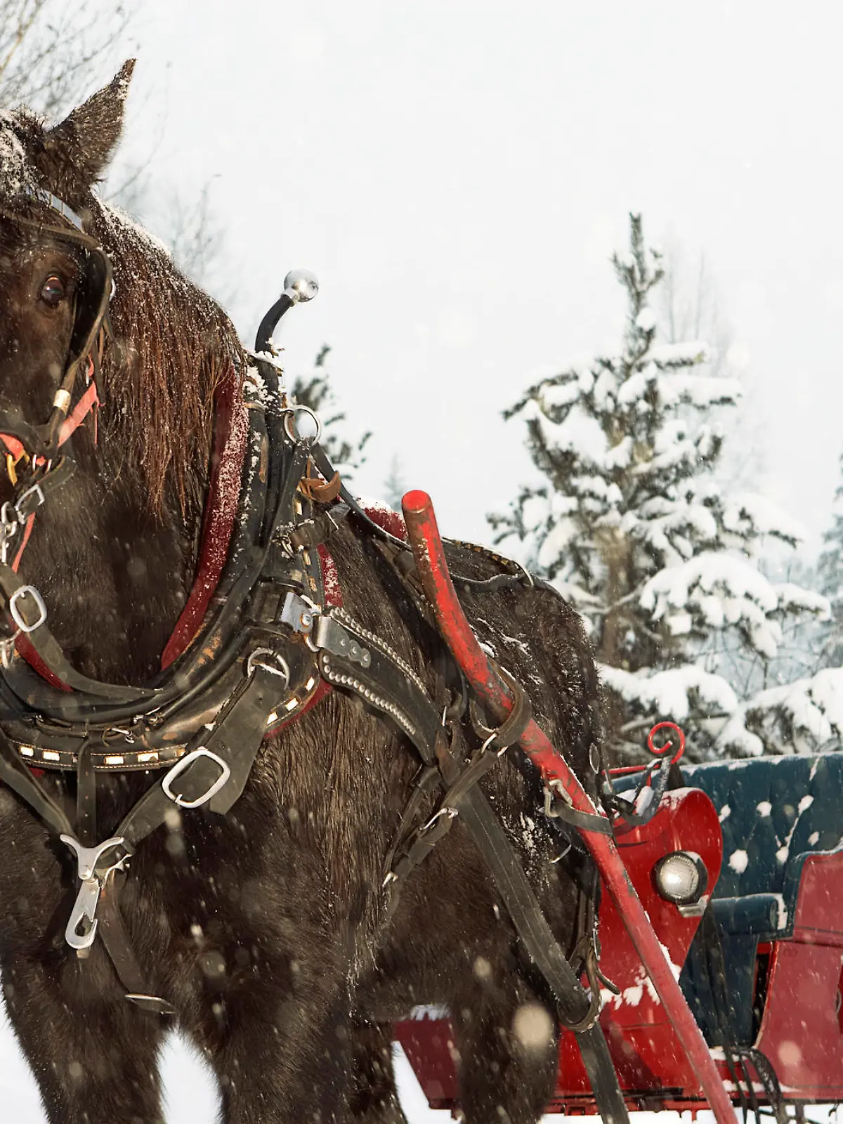 Horse drawn sleigh in snow
