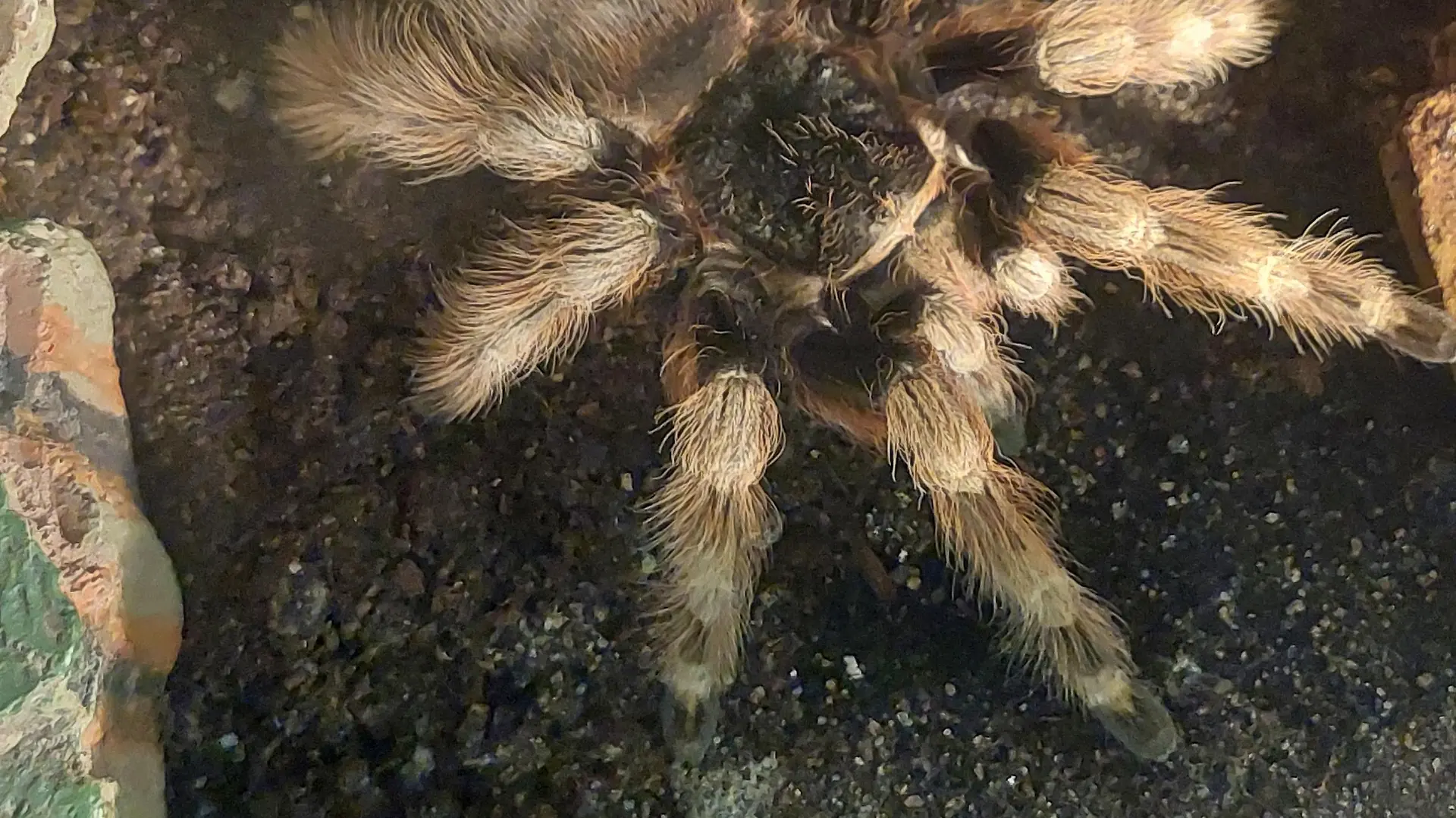 Vogelspinne
