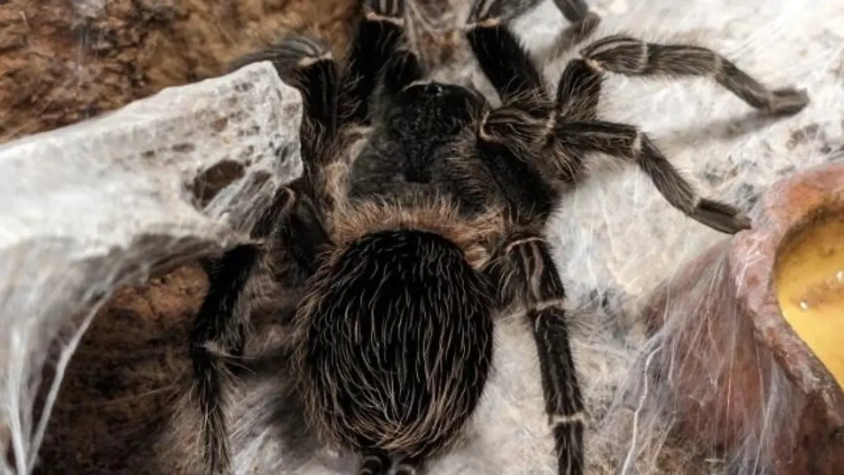Vogelspinne