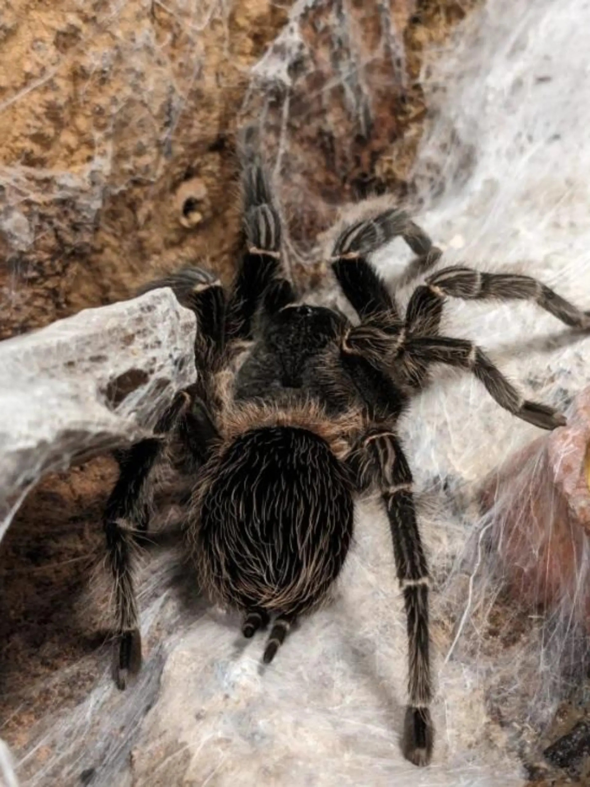 Vogelspinne
