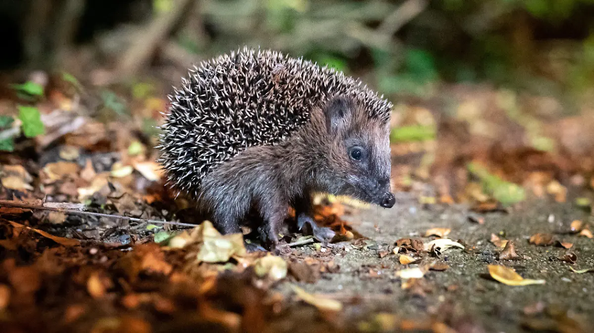 ARCHIV - 17.10.2021, Hamburg: Ein junger Braunbrustigel (Erinaceus europaeus) sitzt zwischen Laub auf einem Gehweg vor einem Gebüsch. Der Igel ist zum Tier des Jahres 2024 gewählt worden. (zu dpa «Deutsche Wildtierstiftung: Igel ist Tier des Jahres 2024») Foto: Jonas Walzberg/dpa +++ dpa-Bildfunk +++
