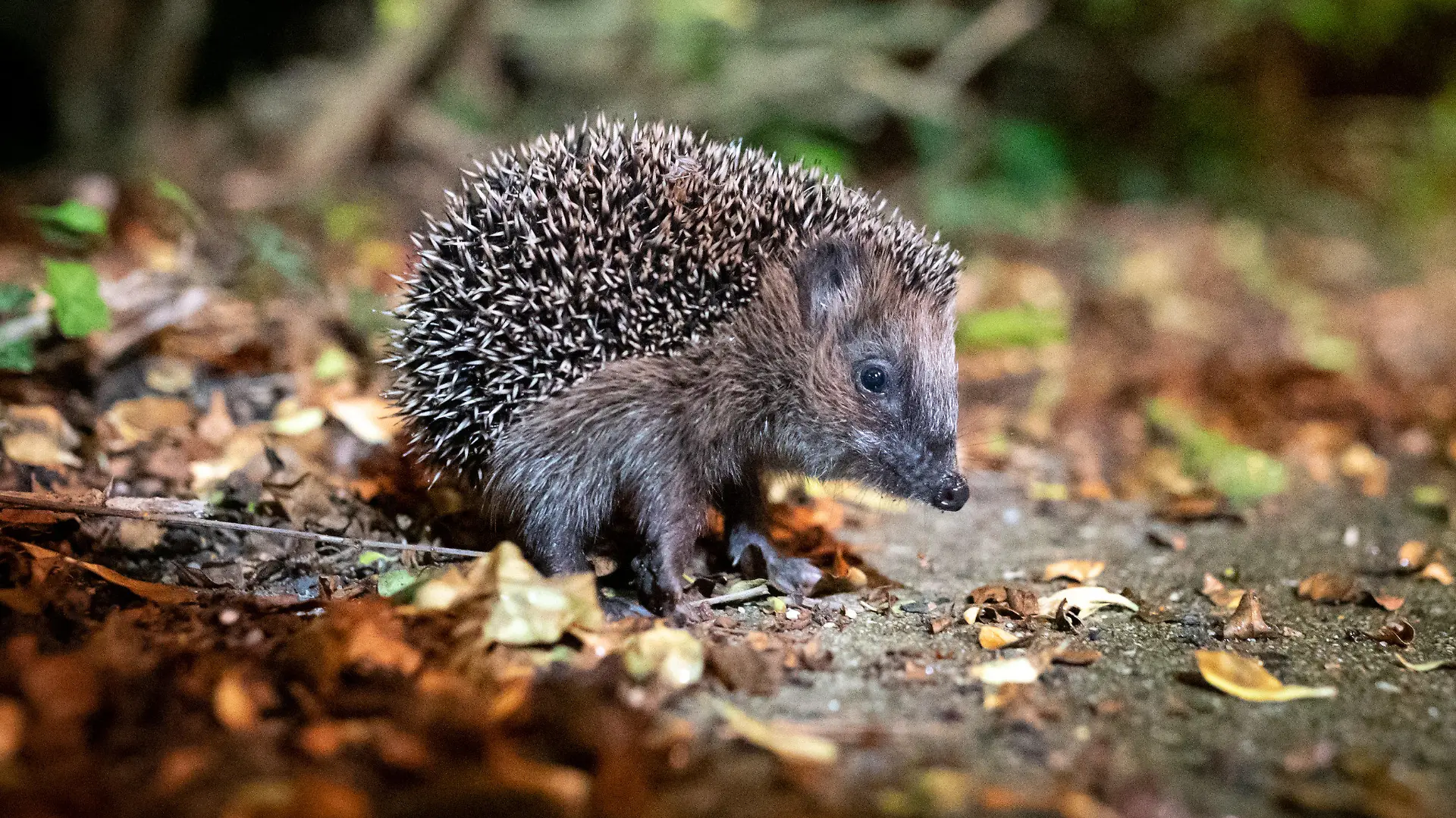 ARCHIV - 17.10.2021, Hamburg: Ein junger Braunbrustigel (Erinaceus europaeus) sitzt zwischen Laub auf einem Gehweg vor einem Gebüsch. Der Igel ist zum Tier des Jahres 2024 gewählt worden. (zu dpa «Deutsche Wildtierstiftung: Igel ist Tier des Jahres 2024») Foto: Jonas Walzberg/dpa +++ dpa-Bildfunk +++