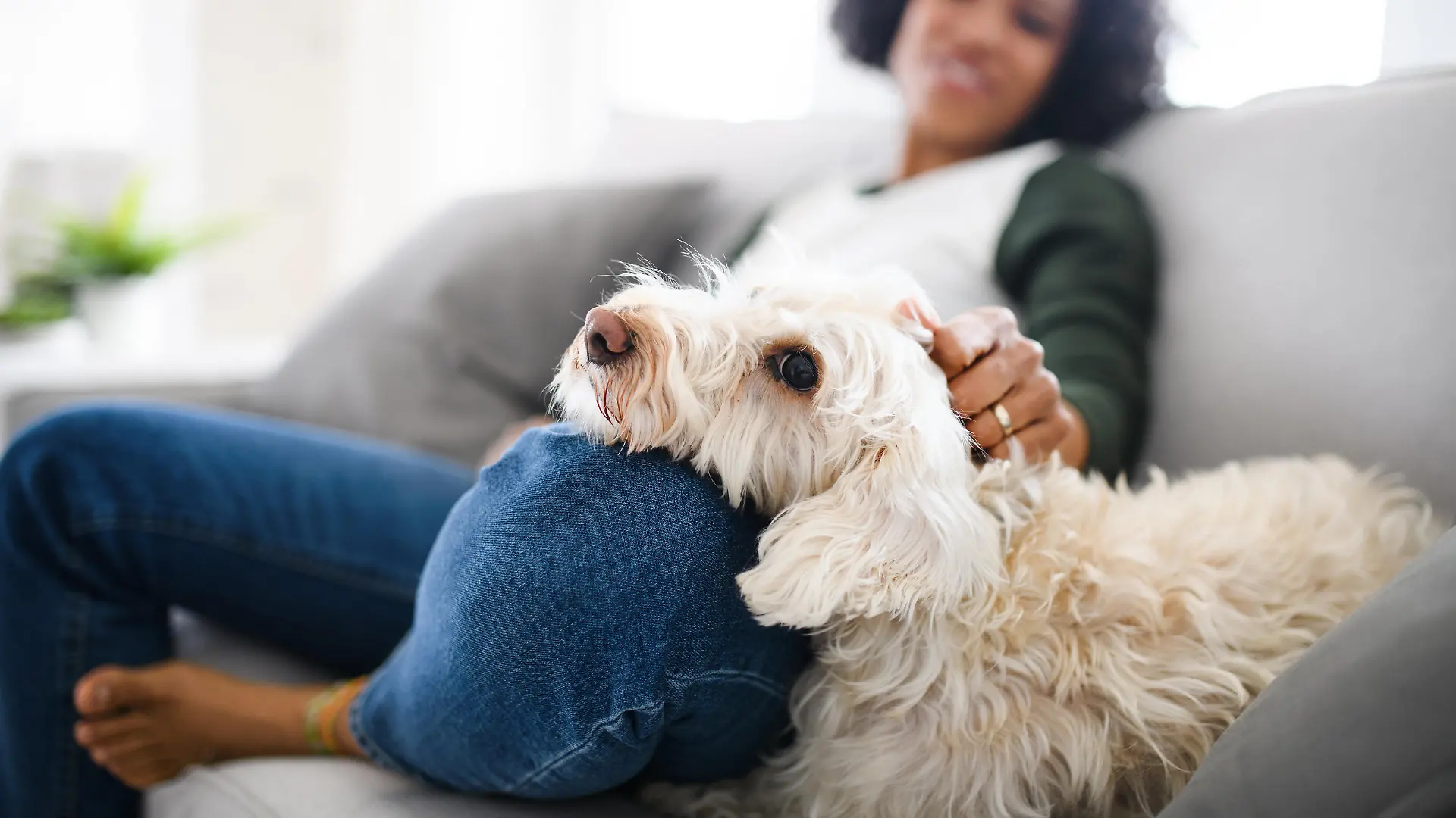 A portrait of happy mature woman sitting indoors at home, playing with dog.