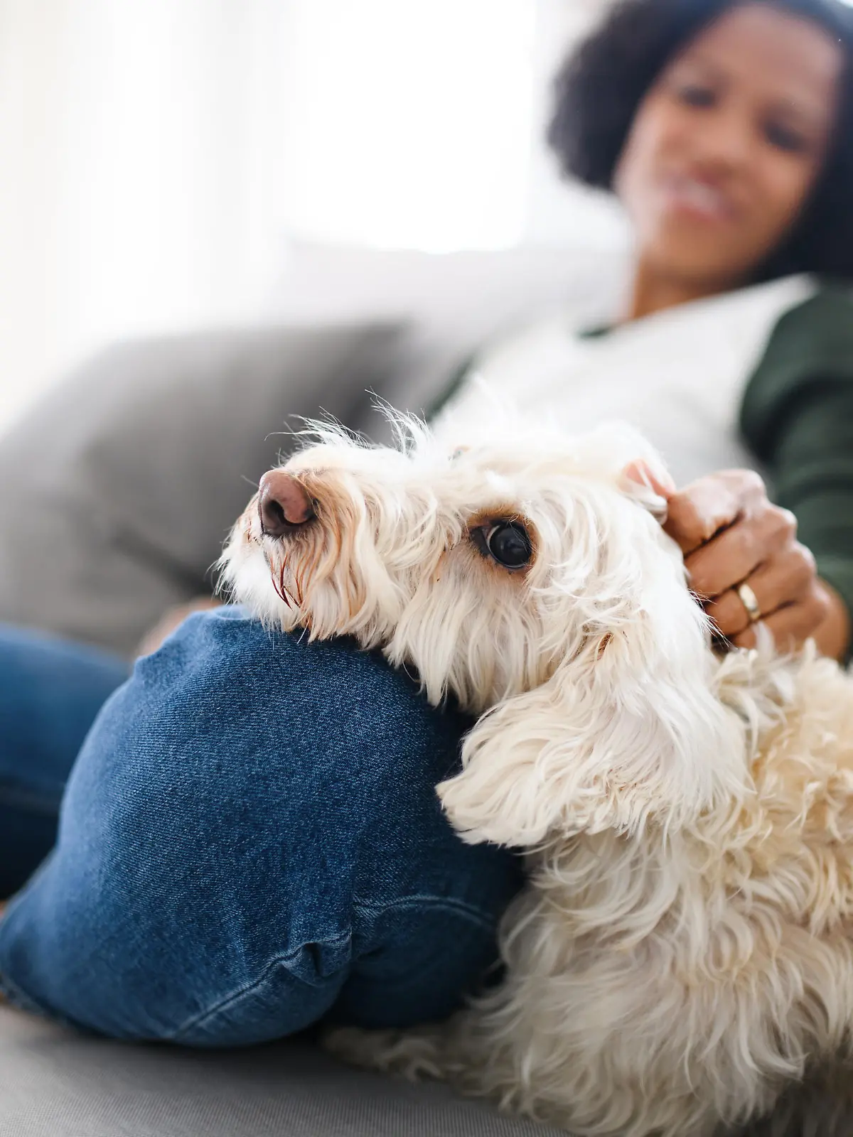 A portrait of happy mature woman sitting indoors at home, playing with dog.