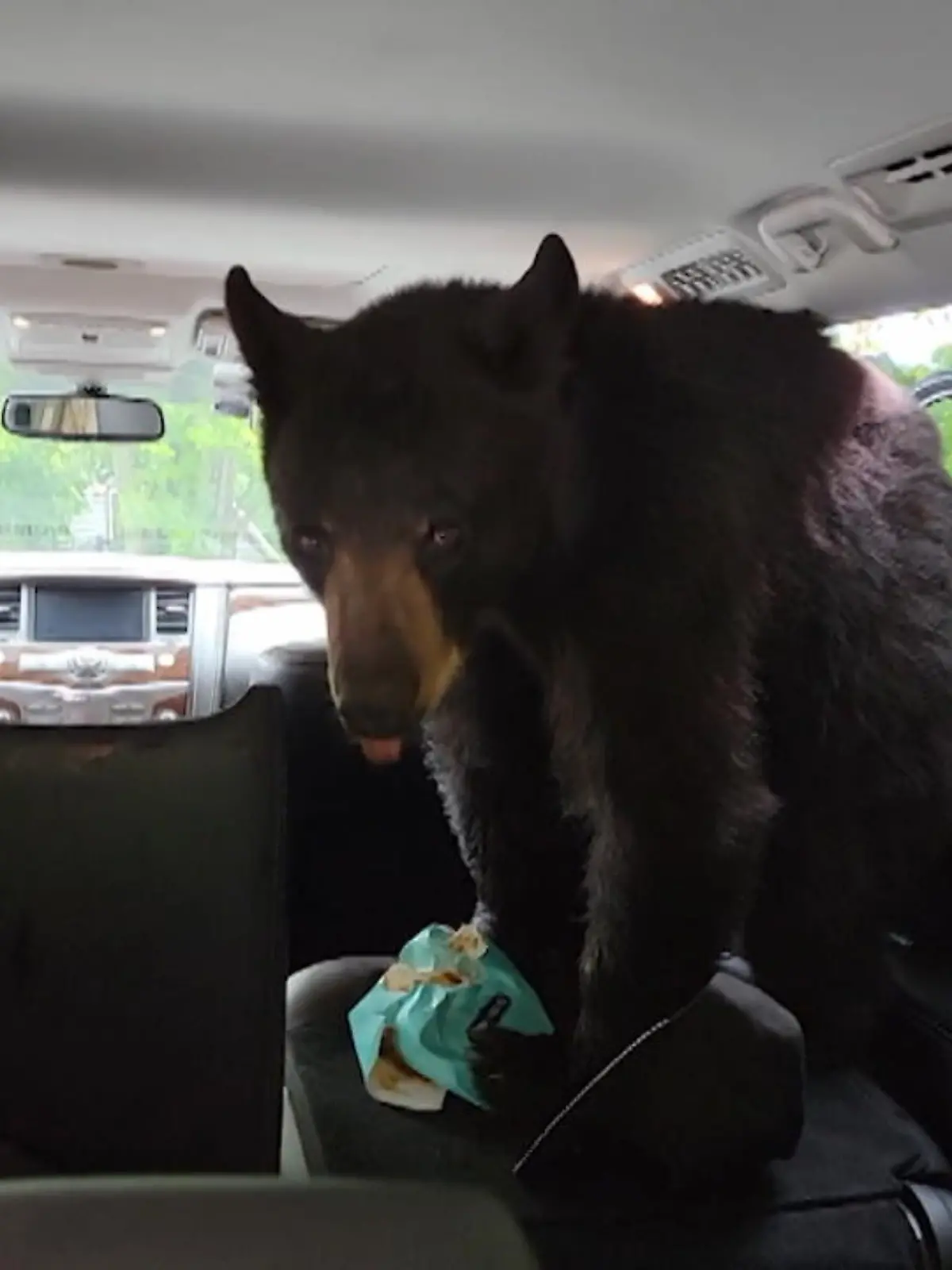 Den VW Käfer kennen wir ja, aber der Nissan Braunbär ist uns neu! Bei dem Roadtrip einer US-Amerikanischen Familie bricht ein Bär auf einem Parkplatz in ihr Auto ein. Laut der Familie war das Auto zwar nicht abgeschlossen, die Türen aber geschlossen. Der Bär hat die Türen geöffnet und sich anschließend am Proviant der Familie bedient.