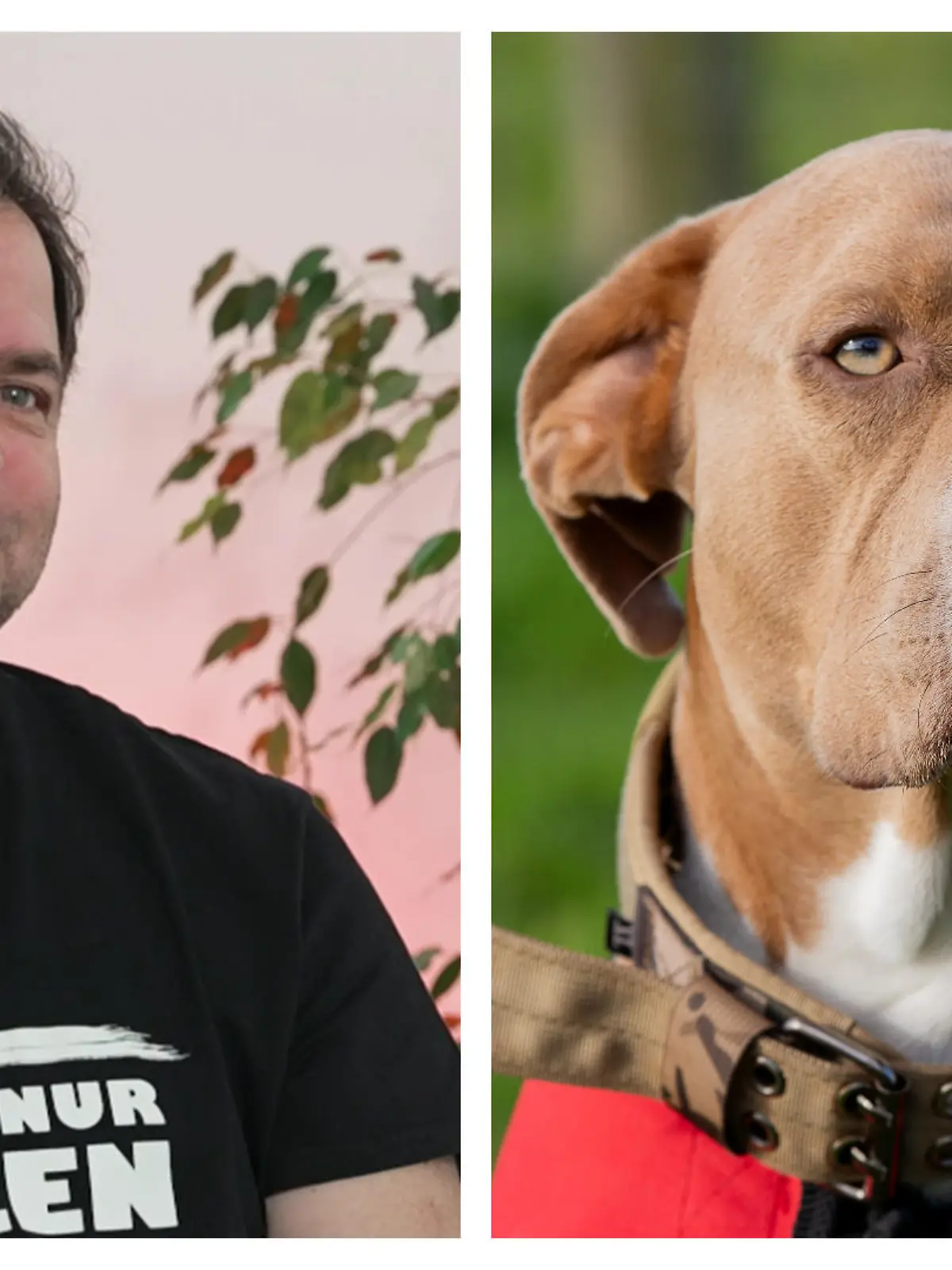 Martin Rütter und ein Hund in einer Collage
