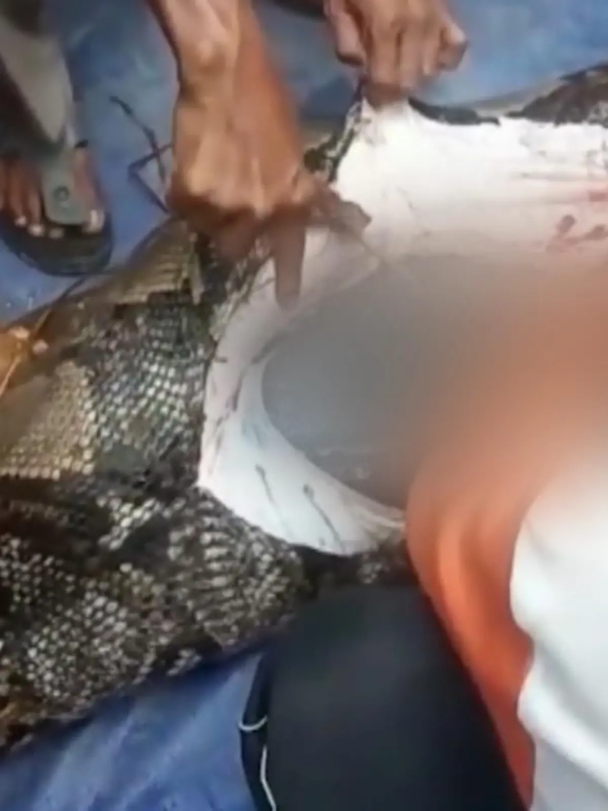 Einfach nur schrecklich, was sich hier in einem kleinen indonesischen Dorf abgespielt hat. Eine Familie vermisst die 54-jährige Oma. Zwei Tage später wird sie wiedergefunden – tot im Leib einer sechs Meter langen Python.