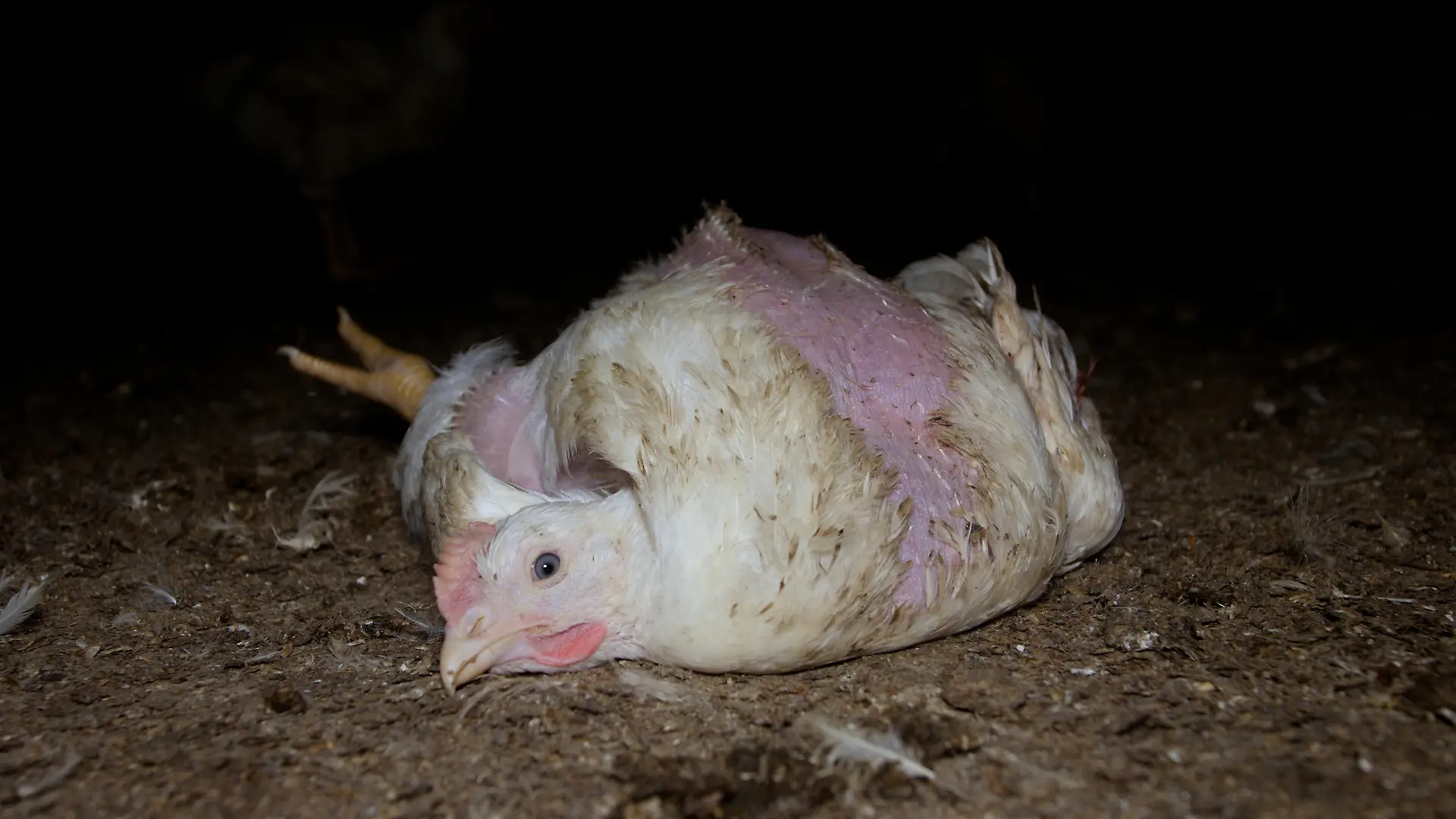 Angesichts erschreckender Filmaufnahmen aus dem Stall eines Lidl-Lieferanten fordert die Albert Schweitzer Stiftung für unsere Mitwelt Lidl auf, flächendeckend für mehr Tierschutz in der Hühnermast zu sorgen. / Weiterer Text über ots und www.presseportal.de/nr/55647 / Die Verwendung dieses Bildes für redaktionelle Zwecke ist unter Beachtung aller mitgeteilten Nutzungsbedingungen zulässig und dann auch honorarfrei. Veröffentlichung ausschließlich mit Bildrechte-Hinweis.
