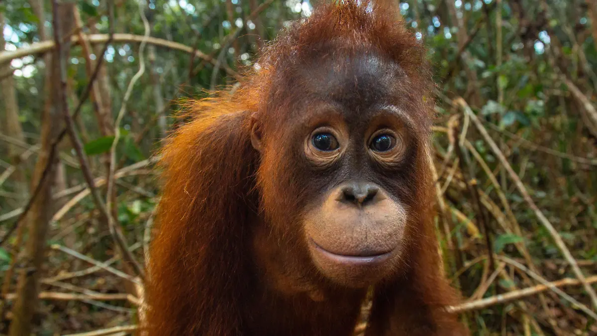 HANDOUT - 06.12.2023, Indonesien, Borneo: Taymur im Jahr 2018 in der Waldschule. Der Orang-Utan Taymur wurde als Baby illegal nach Kuwait gebracht und dort unter Drogen gesetzt. Seine Rettung machte Schlagzeilen. Jahre später ist er fast wieder wild - es grenzt an ein Weihnachtswunder. (zu dpa "Orang-Utan unter Drogen: Taymurs langer Weg in die Freiheit") Foto: BOS Foundation/dpa - ACHTUNG: Nur zur redaktionellen Verwendung im Zusammenhang mit einer Berichterstattung über BOS und nur mit vollständiger Nennung des vorstehenden Credits +++ dpa-Bildfunk +++
