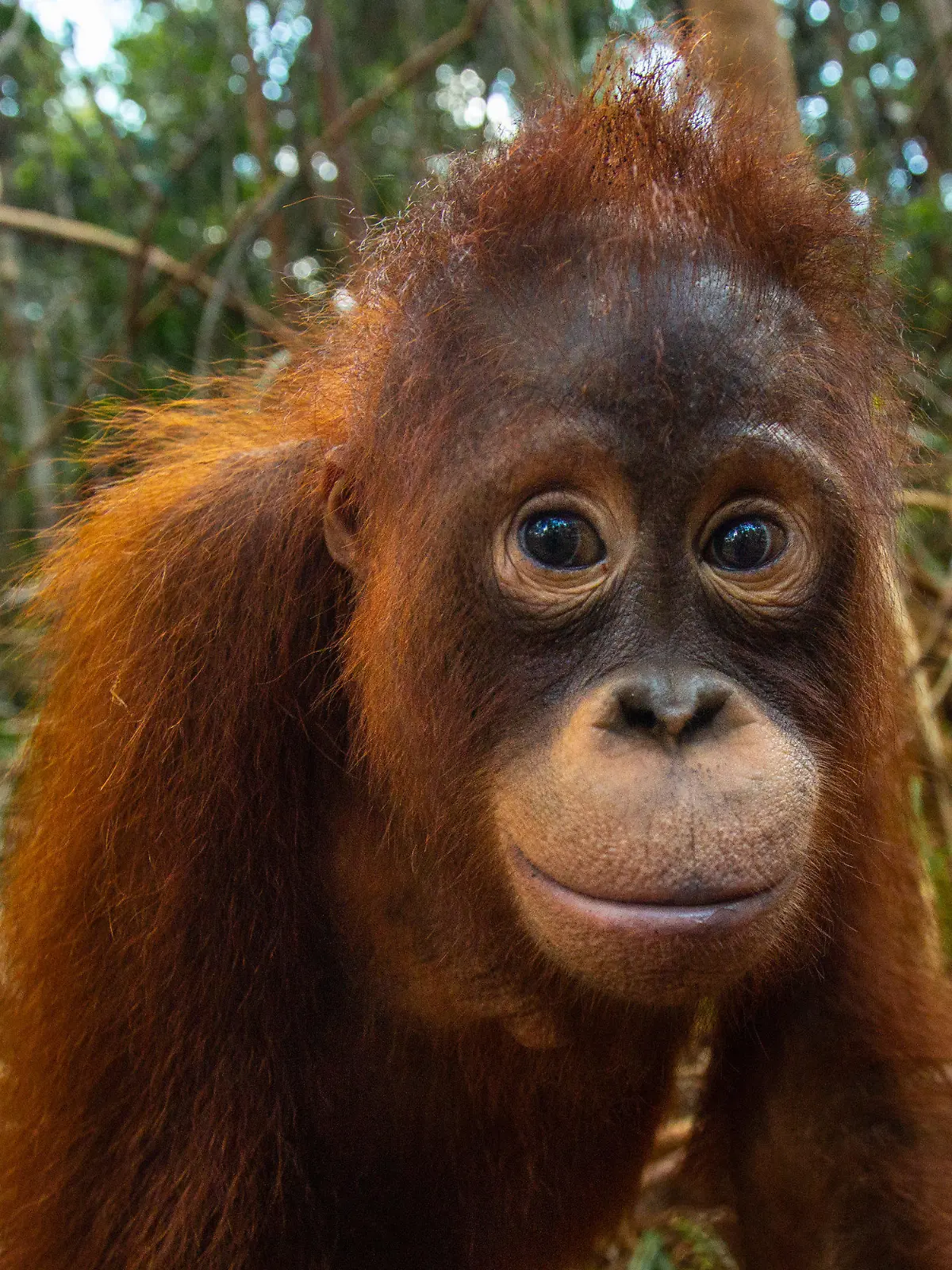 HANDOUT - 06.12.2023, Indonesien, Borneo: Taymur im Jahr 2018 in der Waldschule. Der Orang-Utan Taymur wurde als Baby illegal nach Kuwait gebracht und dort unter Drogen gesetzt. Seine Rettung machte Schlagzeilen. Jahre später ist er fast wieder wild - es grenzt an ein Weihnachtswunder. (zu dpa "Orang-Utan unter Drogen: Taymurs langer Weg in die Freiheit") Foto: BOS Foundation/dpa - ACHTUNG: Nur zur redaktionellen Verwendung im Zusammenhang mit einer Berichterstattung über BOS und nur mit vollständiger Nennung des vorstehenden Credits +++ dpa-Bildfunk +++