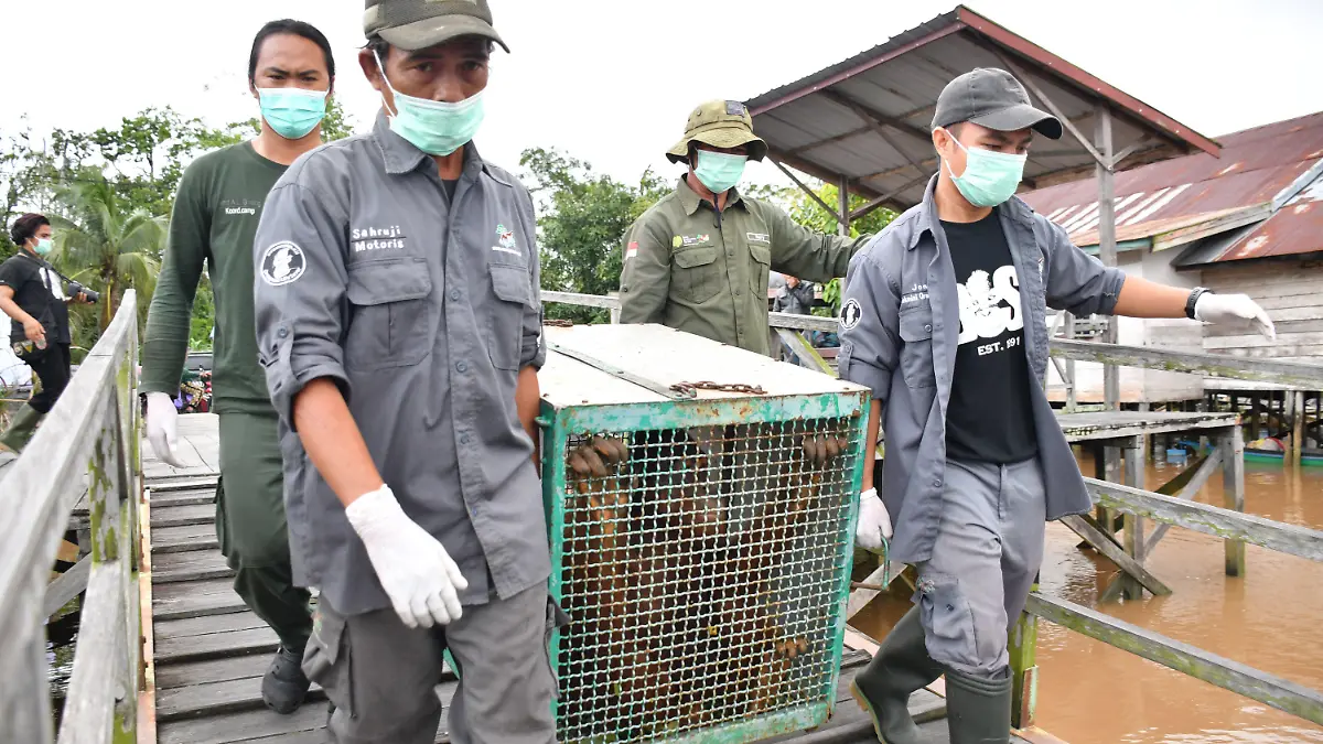 HANDOUT - 02.12.2023, Indonesien, -: Taymur auf dem Weg zur Vorauswilderung. Der Orang-Utan Taymur wurde als Baby illegal nach Kuwait gebracht und dort unter Drogen gesetzt. Seine Rettung machte Schlagzeilen. Jahre später ist er fast wieder wild - es grenzt an ein Weihnachtswunder. (zu dpa "Orang-Utan unter Drogen: Taymurs langer Weg in die Freiheit") Foto: BOS Foundation/dpa - ACHTUNG: Nur zur redaktionellen Verwendung im Zusammenhang mit einer Berichterstattung über BOS und nur mit vollständiger Nennung des vorstehenden Credits +++ dpa-Bildfunk +++