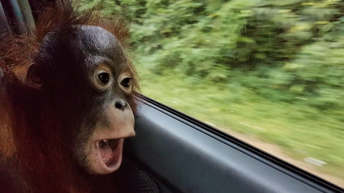 HANDOUT - 14.09.2017, Indonesien, Borneo: Taymur fährt zurück in den Regenwald von Borneo. Der Orang-Utan Taymur wurde als Baby illegal nach Kuwait gebracht und dort unter Drogen gesetzt. Seine Rettung machte Schlagzeilen. Jahre später ist er fast wieder wild - es grenzt an ein Weihnachtswunder. (zu dpa "Orang-Utan unter Drogen: Taymurs langer Weg in die Freiheit") Foto: Björn Vaughn/BPI/BOS Foundation/dpa - ACHTUNG: Nur zur redaktionellen Verwendung im Zusammenhang mit der aktuellen Berichterstattung und nur mit vollständiger Nennung des vorstehenden Credits +++ dpa-Bildfunk +++
