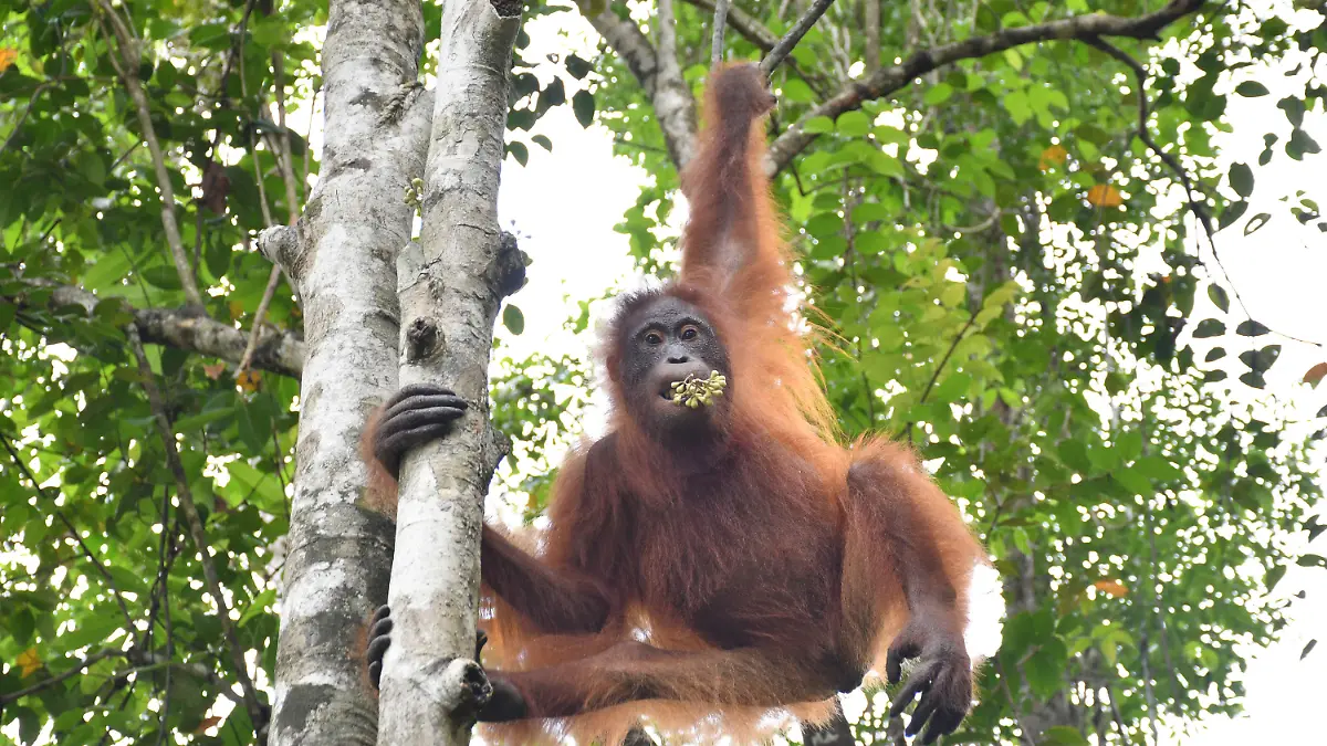 HANDOUT - 02.12.2023, Indonesien, -: Taymur hängt an einem Baum auf der Vorauswilderungsinsel. Der Orang-Utan Taymur wurde als Baby illegal nach Kuwait gebracht und dort unter Drogen gesetzt. Seine Rettung machte Schlagzeilen. Jahre später ist er fast wieder wild - es grenzt an ein Weihnachtswunder. (zu dpa "Orang-Utan unter Drogen: Taymurs langer Weg in die Freiheit") Foto: BOS Foundation/dpa - ACHTUNG: Nur zur redaktionellen Verwendung im Zusammenhang mit einer Berichterstattung über BOS und nur mit vollständiger Nennung des vorstehenden Credits +++ dpa-Bildfunk +++