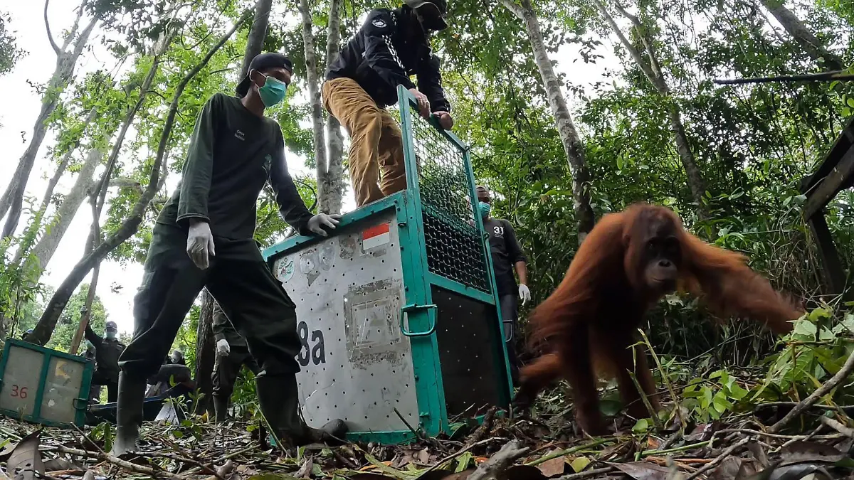 HANDOUT - 02.12.2023, Indonesien, -: Das Standbild aus einem von BOS Foundation zur Verfügung gestellten Video zeigt Taymur, als er auf der Vorauswilderungsinsel freigelassen wird. Der Orang-Utan Taymur wurde als Baby illegal nach Kuwait gebracht und dort unter Drogen gesetzt. Seine Rettung machte Schlagzeilen. Jahre später ist er fast wieder wild - es grenzt an ein Weihnachtswunder. (zu dpa "Orang-Utan unter Drogen: Taymurs langer Weg in die Freiheit") Foto: BOS Foundation/dpa - ACHTUNG: Nur zur redaktionellen Verwendung im Zusammenhang mit der aktuellen Berichterstattung und nur mit vollständiger Nennung des vorstehenden Credits +++ dpa-Bildfunk +++