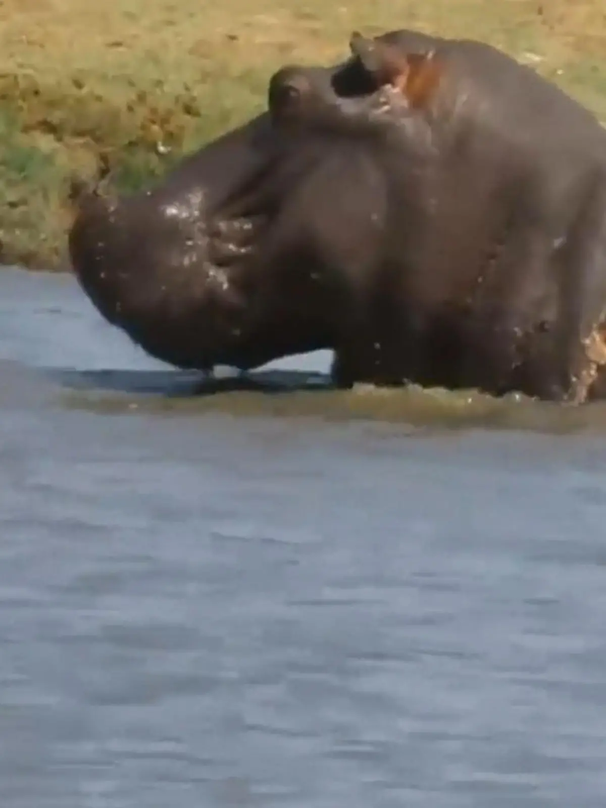 In einem Nationalpark in Simbabwe ist die Neugierde eines Baby-Elefanten beim Anblick eines ausgewachsenen Flusspferds geweckt: Mutig steigt der kleine ins Wasser, um eine ungewöhnliche Freundschaft zu schließen. Ob diese herzerwärmenden Bilder ein gutes Ende für den kleinen Dumbo nehmen?