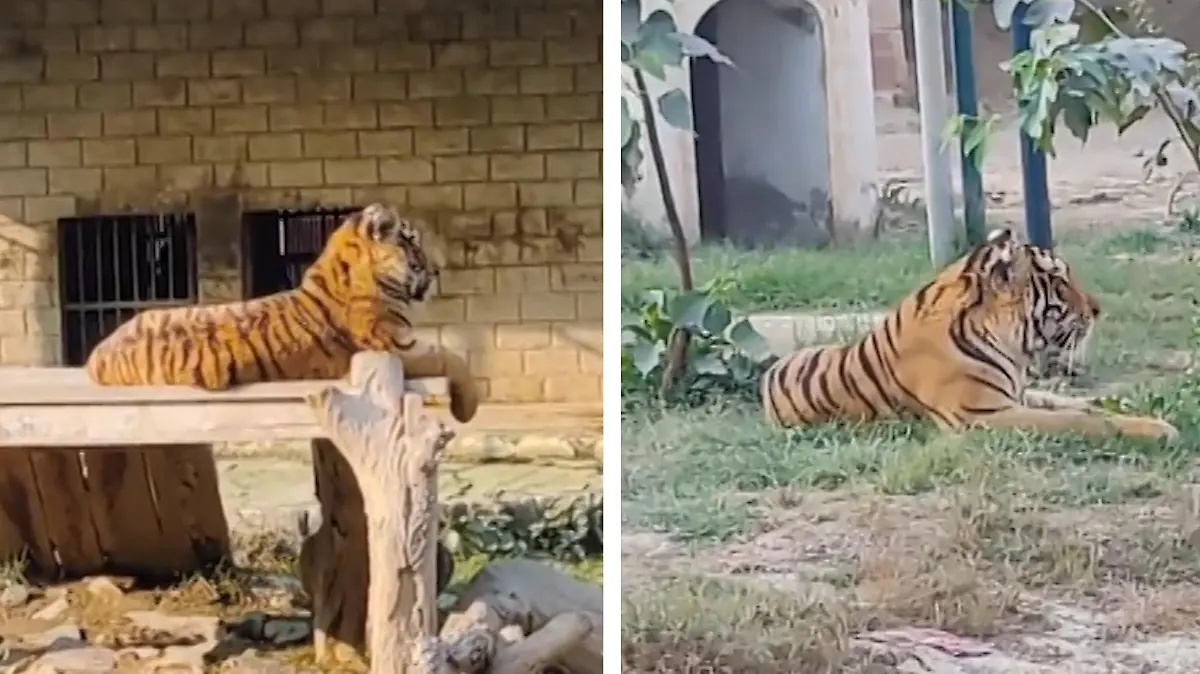 Im Gehege des  Sherbagh Zoo in Bahawalpur (Pakistan) leben mehrere Tiger. Am Mittwoch finden Arbeiter dort eine gerissene Leiche.