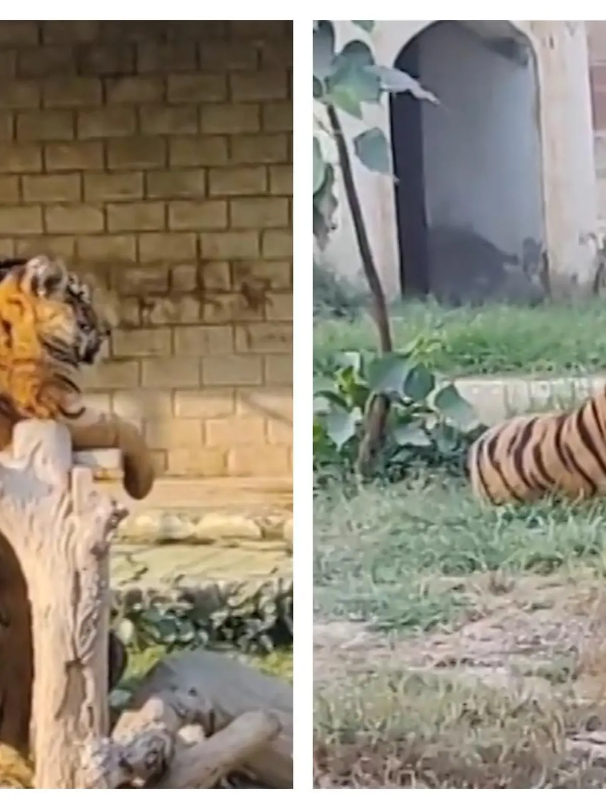 Im Gehege des  Sherbagh Zoo in Bahawalpur (Pakistan) leben mehrere Tiger. Am Mittwoch finden Arbeiter dort eine gerissene Leiche.
