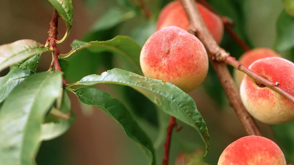 Pfirsich, Pfirsichbaum (Prunus persica), Pfirsiche am Baum | peach (Prunus persica), peaches on a tree