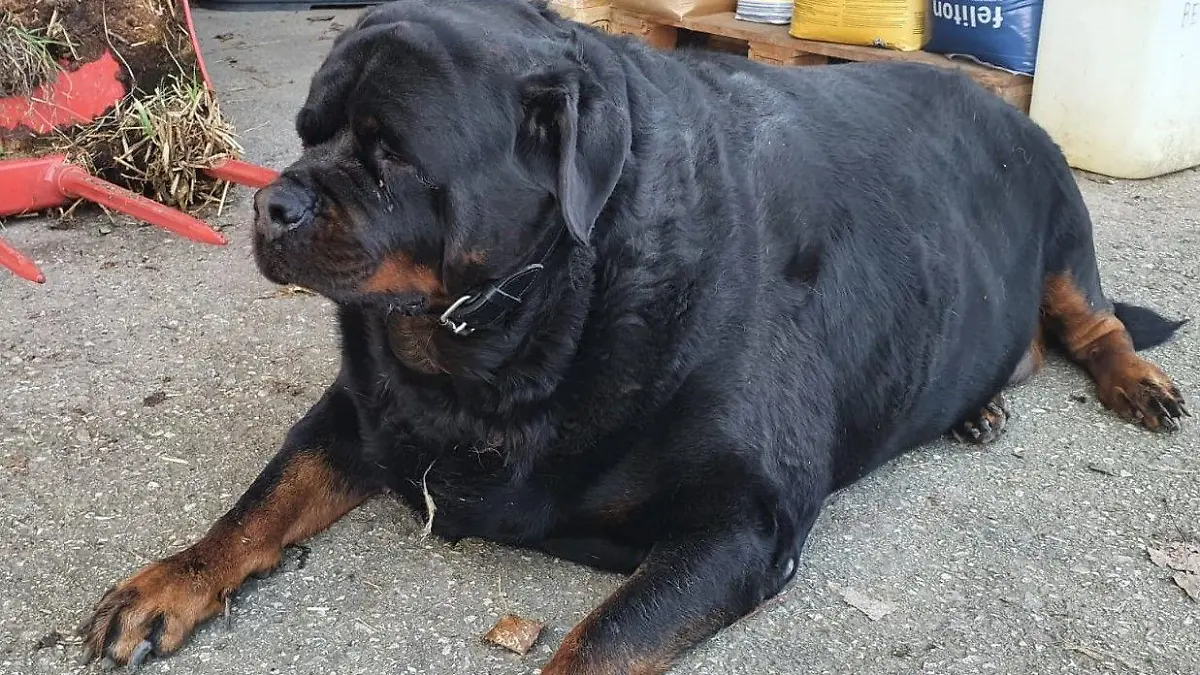 Das Idealgewicht für eine Rottweiler-Hündin liegt bei 40 - 50 KG