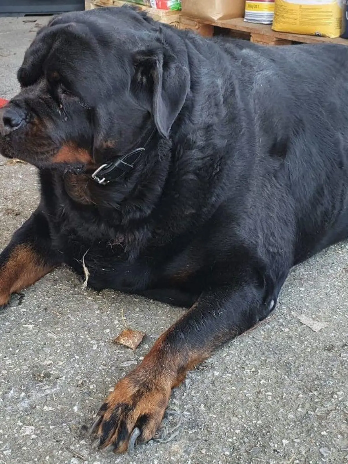 Das Idealgewicht für eine Rottweiler-Hündin liegt bei 40 - 50 KG