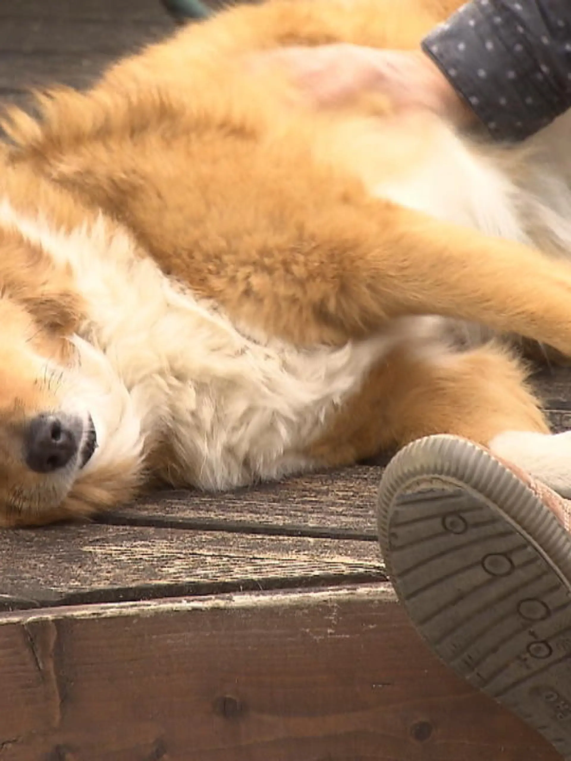 Der Hund ist und bleibt die Nummer 1 unter den beliebtesten Haustieren der Deutschen. Erziehung ist dabei das A und O - vor allem, wenn der Hund aus dem Tierheim kommt oder sogar als Straßenhund im Ausland gelebt hat. Denn diese Hunde erleben dort oft Furchtbares, haben dadurch ein gestörtes Vertrauensverhältnis zu Mensch oder Tier. So ging es auch Sheltie-Hündin Chelsea in ihrer alten Heimat Rumänien. Doch sie wurde von Nadine Mauritz, Gründerin der Hundeschule "Hunds-Tage" in Mettenheim, mit Geduld und Liebe darauf trainiert, nach und nach ihre Ängste zu verlieren. Unsere Reporterin Olivia Coppius hat Chelsea besucht und zeigt Ihnen im Video, wie gut es der Hündin jetzt geht.
