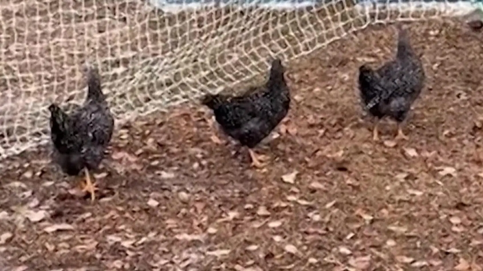 Hühner plötzlich wie versteinert!