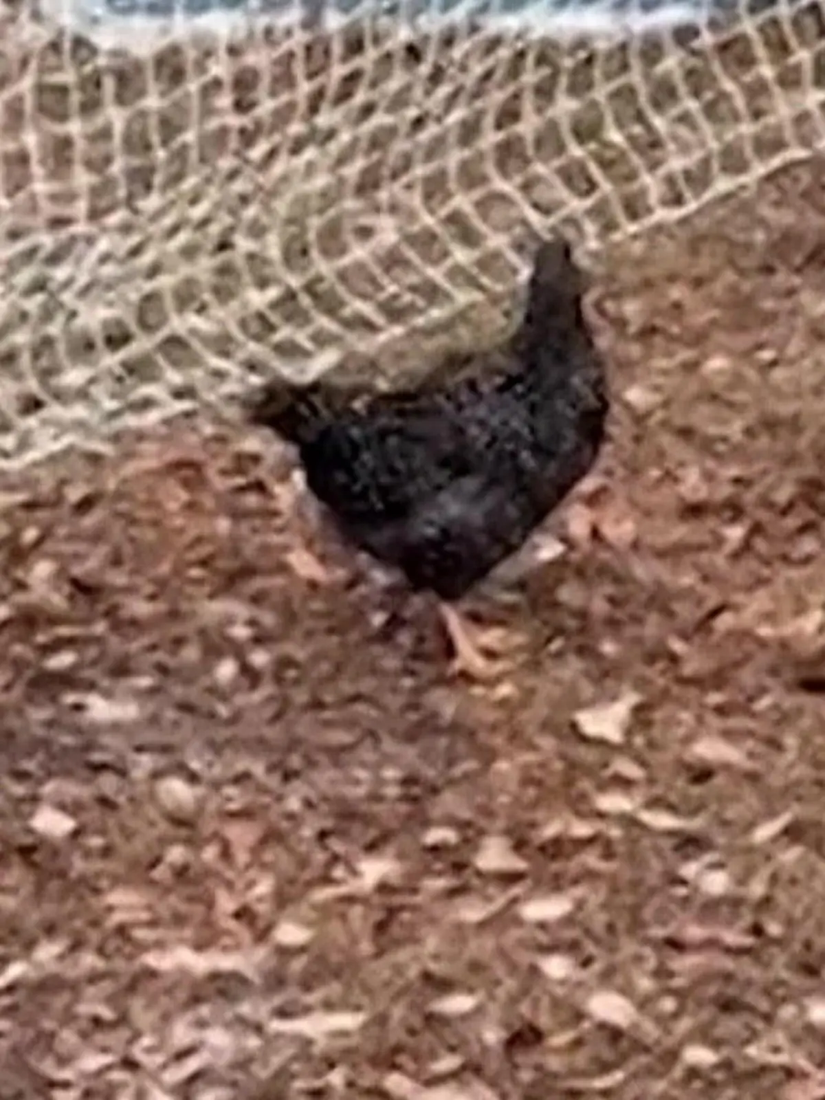 In Florida filmt eine Hühner-Besitzerin, wie plötzlich ihre Tiere erstarren. Grund dafür soll ein Falke sein.