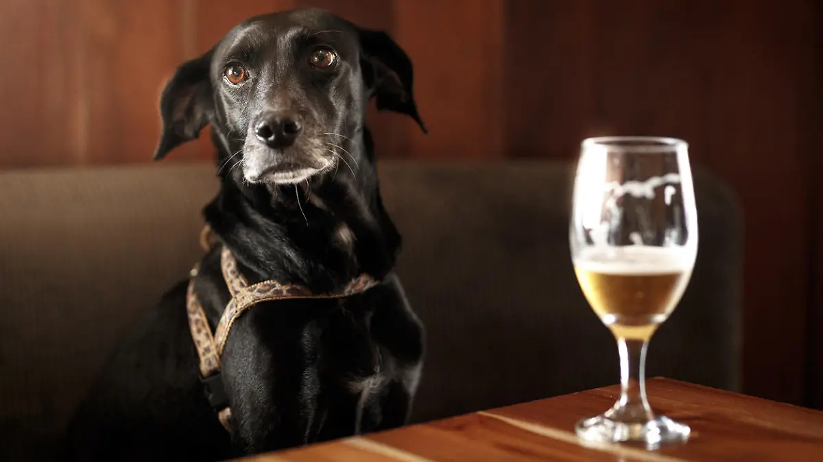 Dog in the bar.