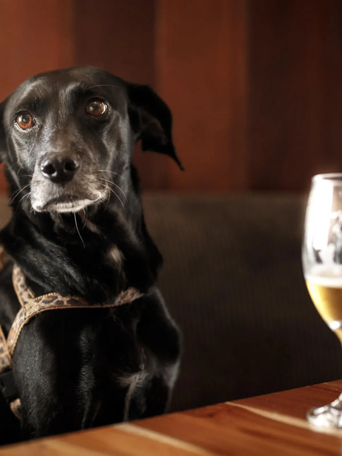 Dog in the bar.