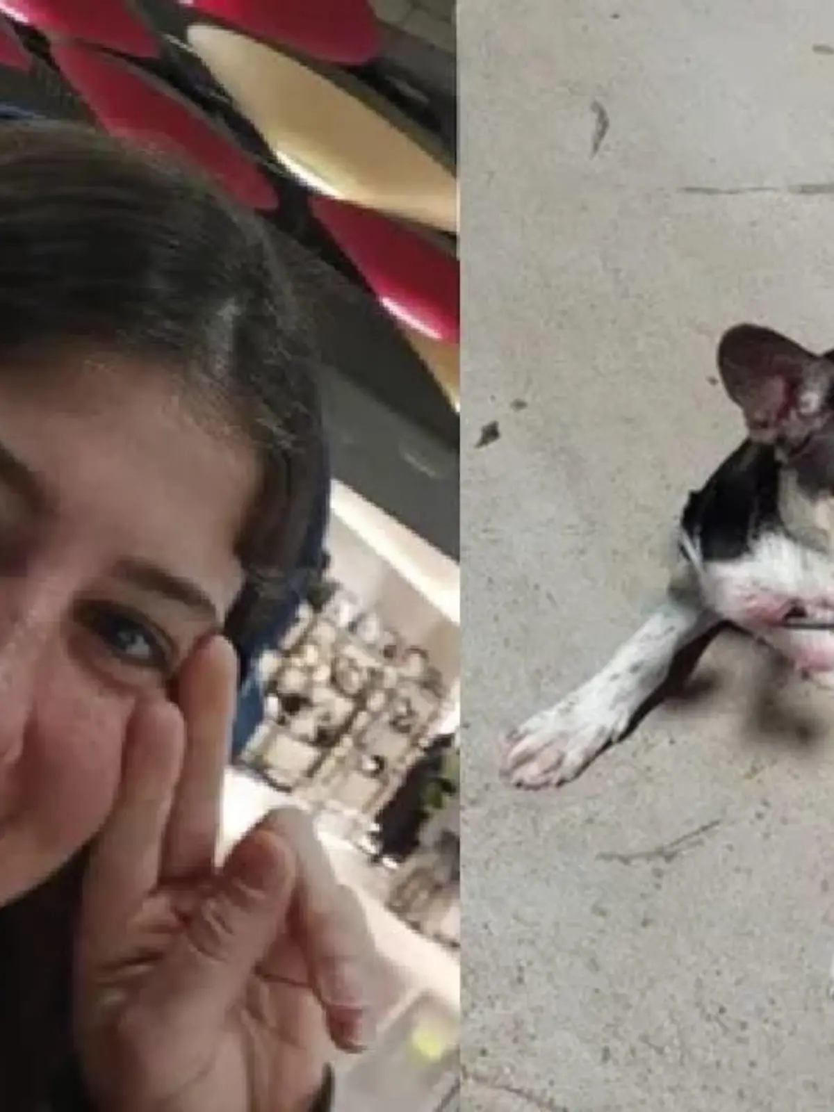 Hund Tronco bleibt bei seinem toten Frauchen