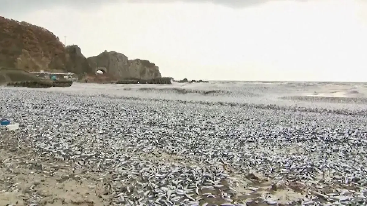 Schauriges Bild an japanischem Strand: Hier liegen 1000 Tonnen toter Fisch