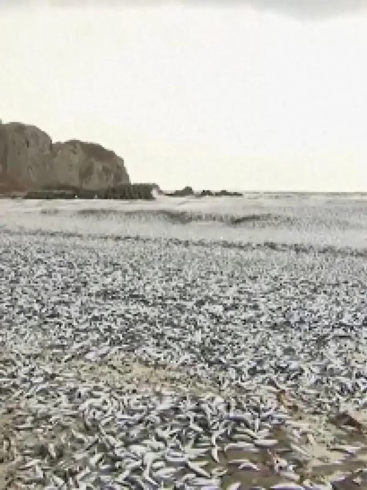 Schauriges Bild an japanischem Strand: Hier liegen 1000 Tonnen toter Fisch