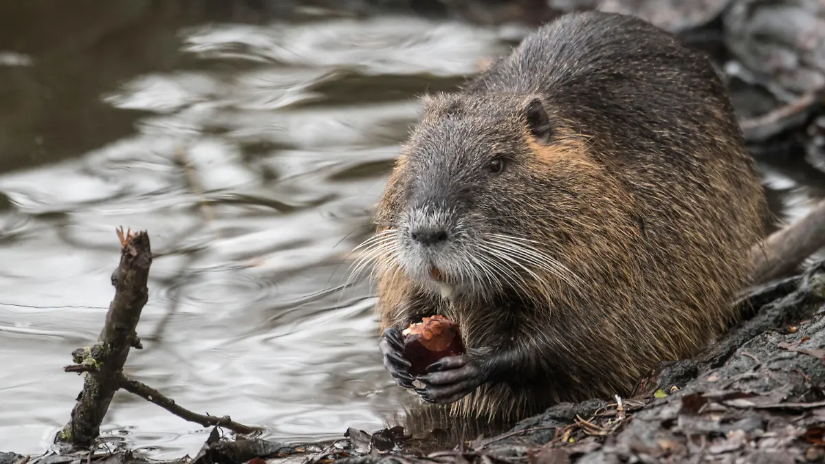 ARCHIV - 28.01.2019, Hessen, Mörfelden-Walldorf: Ein Nutria frisst am Rande eines Teiches eine Kastanie. Die Tiere breiten sich auch im Südwesten rasant aus. (zu dpa «Nutrias auf dem Vormarsch im Südwesten») Foto: Boris Roessler/dpa +++ dpa-Bildfunk +++