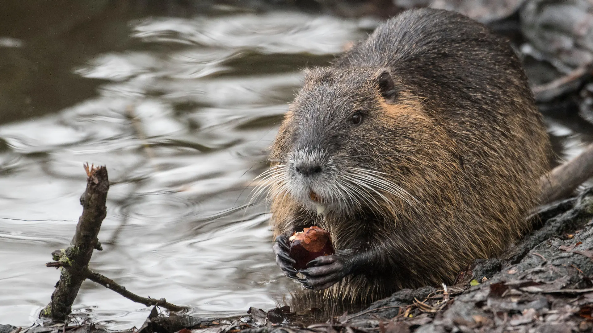 ARCHIV - 28.01.2019, Hessen, Mörfelden-Walldorf: Ein Nutria frisst am Rande eines Teiches eine Kastanie. Die Tiere breiten sich auch im Südwesten rasant aus. (zu dpa «Nutrias auf dem Vormarsch im Südwesten») Foto: Boris Roessler/dpa +++ dpa-Bildfunk +++
