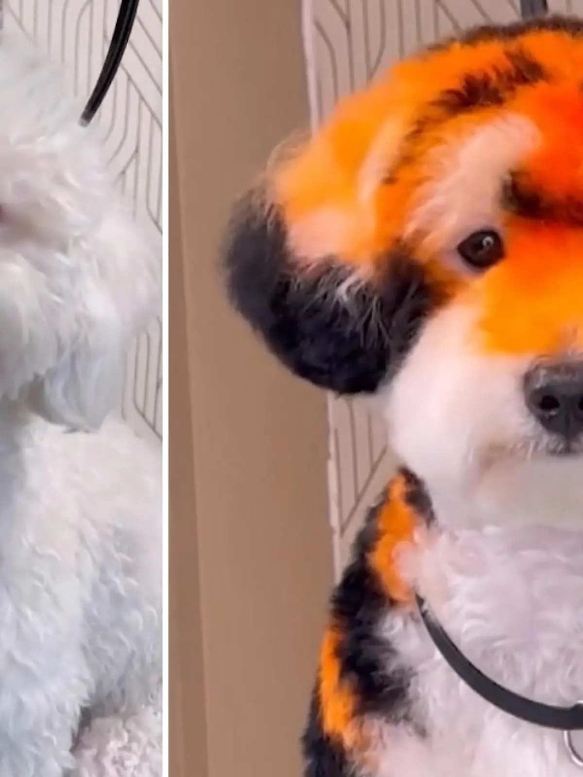 Gabriel Feitosa (31) lebt den amerikanischen Traum und verdient mit dem Umstyling von Hunden über eine Millionen Dollar im Jahr. Ob diese Optik aber auch der Traum seiner tierischen Kunden ist oder doch eher die Besitzer glücklich macht, darf zumindest bezweifelt werden.  Die ungewöhnlichen Bilder im Video!