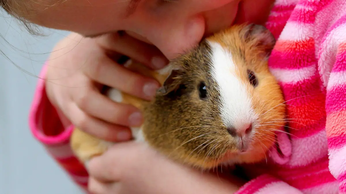ARCHIV - Die zehnjährige Leonie streichelt ihr Meerschweinchen Speedy auf dem Bauernhof in Erkelenz (Archivbild vom 18.02.2011). Eine Hobbyzüchterin aus Hadlikon, einem Dorf im Zürcher Oberland in der Schweiz vermietet Miet-Meerschweinchen für verwaiste Artgenossen. Denn laut Schweizer Tierschutzverordnung dürfen die Nager seit 2008 nicht mehr einzeln gehalten werden. Foto: Roland Weihrauch dpa/lnw/lsw (zu dpa/lsw «Rent a Meerschwein - Schweizerin vermittelt Miet-Meerschweinchen» vom 19.10.2011)  +++(c) dpa - Bildfunk+++
