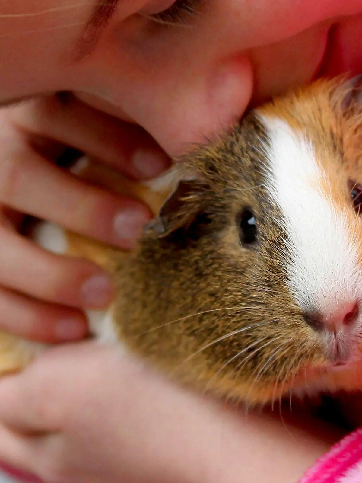 ARCHIV - Die zehnjährige Leonie streichelt ihr Meerschweinchen Speedy auf dem Bauernhof in Erkelenz (Archivbild vom 18.02.2011). Eine Hobbyzüchterin aus Hadlikon, einem Dorf im Zürcher Oberland in der Schweiz vermietet Miet-Meerschweinchen für verwaiste Artgenossen. Denn laut Schweizer Tierschutzverordnung dürfen die Nager seit 2008 nicht mehr einzeln gehalten werden. Foto: Roland Weihrauch dpa/lnw/lsw (zu dpa/lsw «Rent a Meerschwein - Schweizerin vermittelt Miet-Meerschweinchen» vom 19.10.2011)  +++(c) dpa - Bildfunk+++