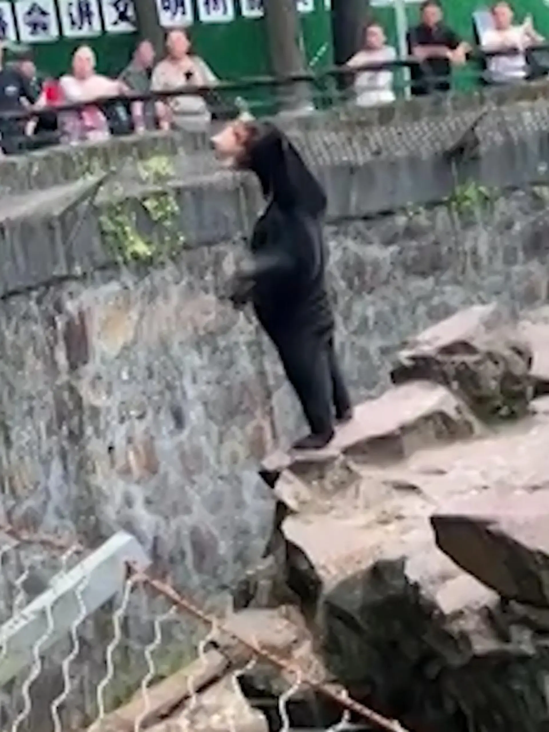 Ein Bär im Zoo steht auf den Hinterbeinen auf einem Felsen.