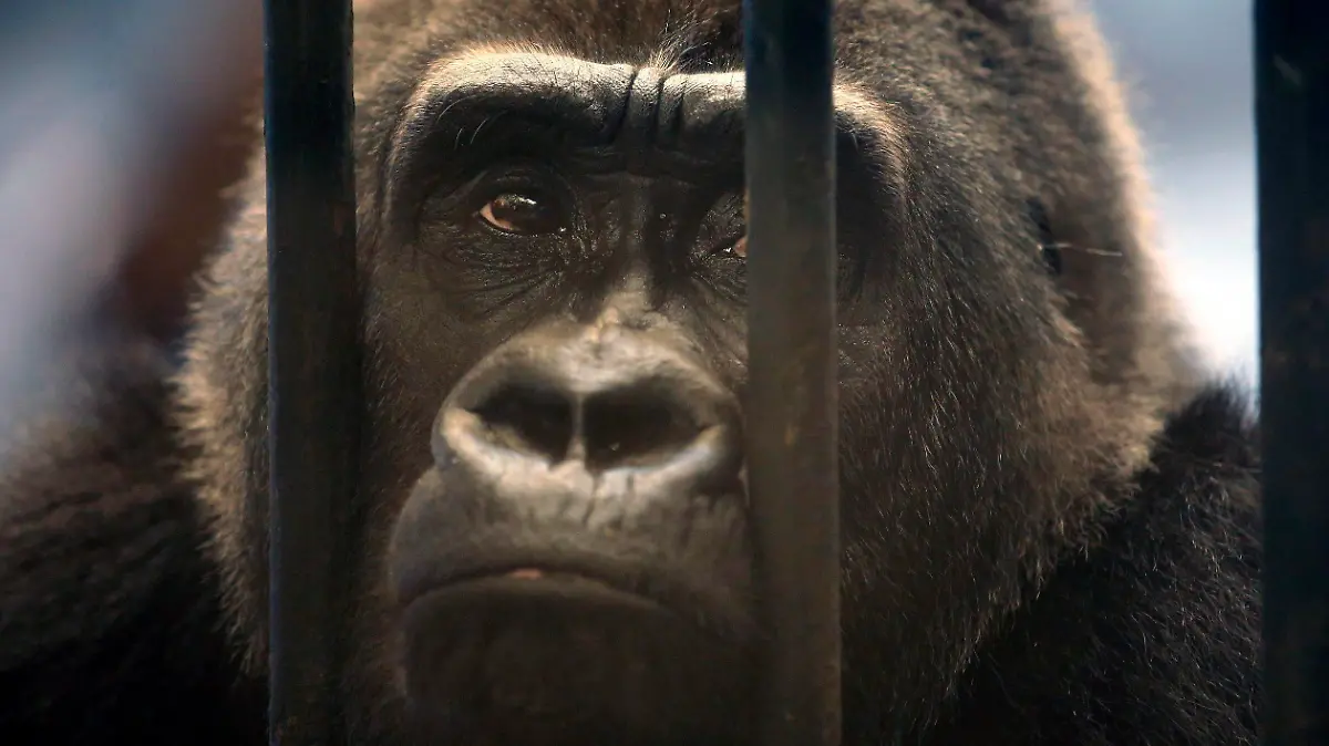 ARCHIV - 17.03.2015, Thailand, Bangkok: Der weibliche Gorilla Bua Noi (Little Lotus) blickt durch die Gitterstäbe seines Käfigs im Pata-Zoo im obersten Stockwerk eines Einkaufszentrums. (zu dpa «Neues Ringen um Bua Noi · Thailands einziger Gorilla im Horror-Zoo») Foto: Rungroj Yongrit/EPA/dpa +++ dpa-Bildfunk +++