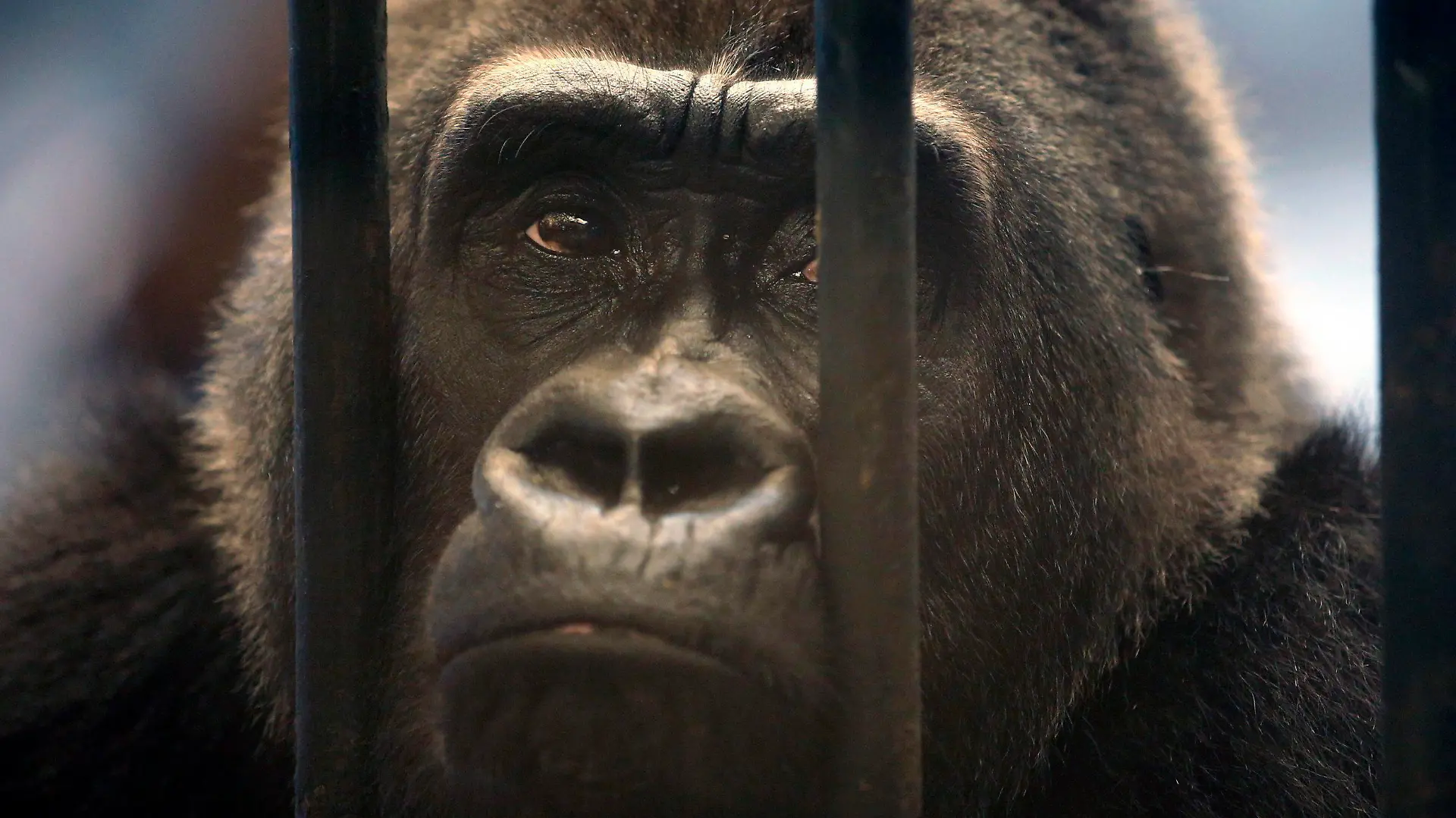ARCHIV - 17.03.2015, Thailand, Bangkok: Der weibliche Gorilla Bua Noi (Little Lotus) blickt durch die Gitterstäbe seines Käfigs im Pata-Zoo im obersten Stockwerk eines Einkaufszentrums. (zu dpa «Neues Ringen um Bua Noi · Thailands einziger Gorilla im Horror-Zoo») Foto: Rungroj Yongrit/EPA/dpa +++ dpa-Bildfunk +++