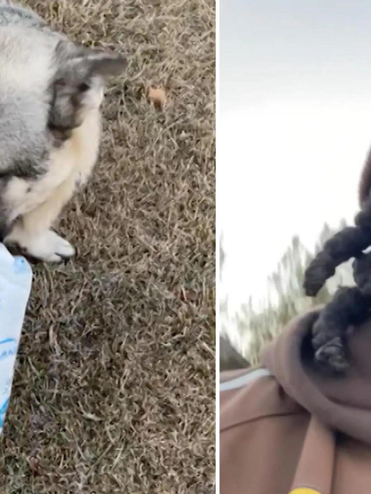 Ob er auf eine wichtige Futterlieferung wartet?

Ein Schäferhund erlaubt sich einen Spaß und klaut einem Paketzusteller die Lieferung. Der will gerade eine Paket zustellen, als der Hund seine Chance wittert. Mit dem Paket im Maul will er sich aus dem Staub machen – oder vielleicht doch nur spielen? Die Auflösung gibt’s im Video.